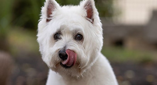 Human foods dogs can’t eat