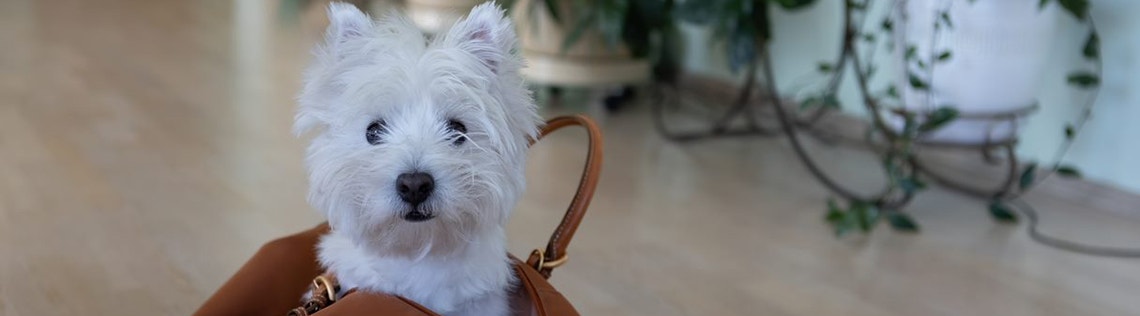 Is Your Dog Ready for the Office