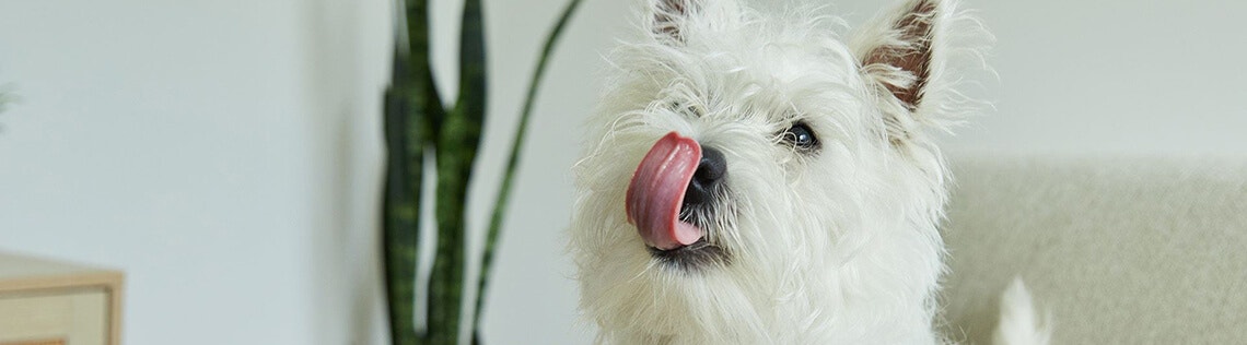 What to do if your dog is a picky eater