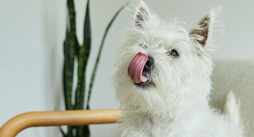 What to do if your dog is a picky eater