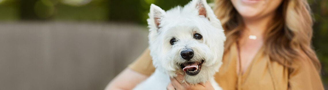 How to groom your dog at home