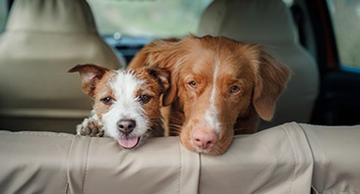 The Benefits of Dogs in the Workplace