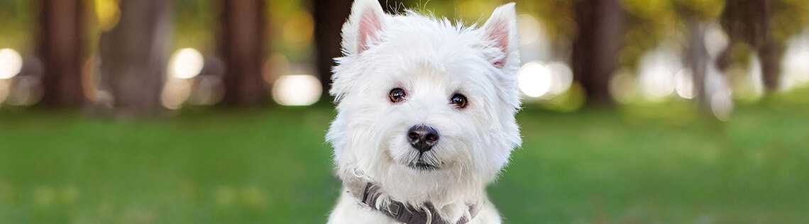 5 Dog training tips to help your pooch understand you