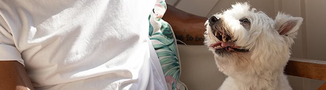 What does my dog’s body language mean