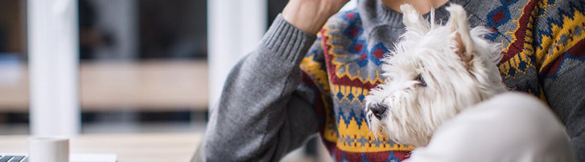 How to Introduce Dogs and Help Them Socialise with New People