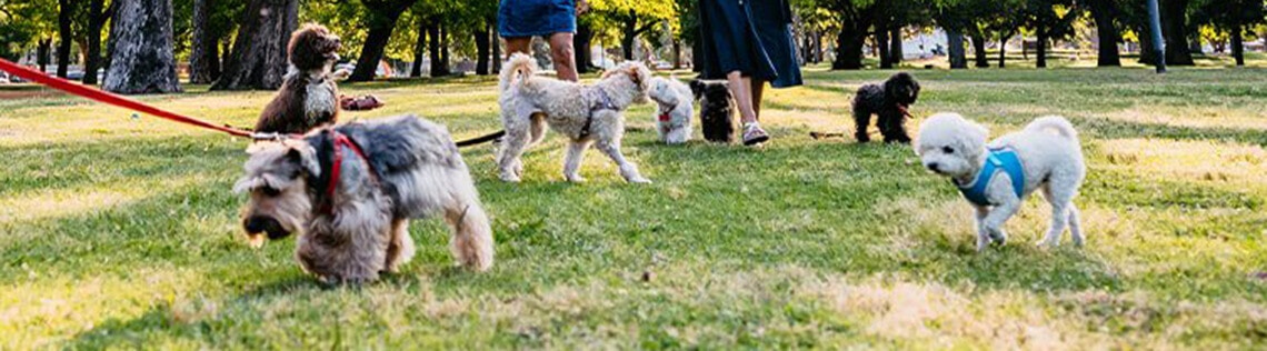 How to Create a Dog-Friendly Office